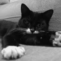 Photo de profil de Spike