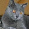 Photo de Minette