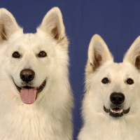 Photo de profil de Priska