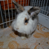 Photo de Mulder