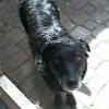 Photo de Lady belle, Border Collie
