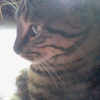 Photo de profil de Fatal