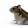Photo de Blanche, Hamster