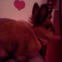 Photo de profil de Doudoue