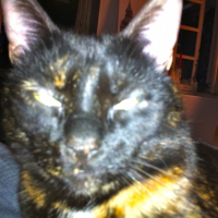 Photo de profil de Aria