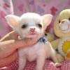 Photo de Ruby, Chow Chow