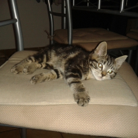 Photo de profil de Chouket