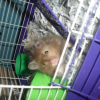 Photo de Teddy, Hamster