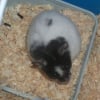 Photo de Hammy
