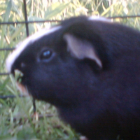 Photo de profil de Cookie