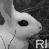 Photo de Ramzes
