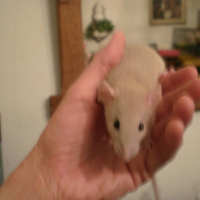 Photo de profil de Opaline