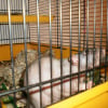 Photo de Keiko, Rat
