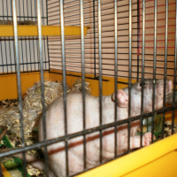 Photo de profil de Keiko