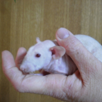 Photo de profil de Gaston