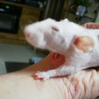 Photo de profil de Diva