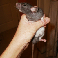 Photo de profil de Hagrid