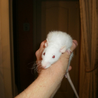 Photo de profil de Fleur