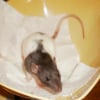 Photo de Ducobu