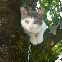 Photo de profil de Demon