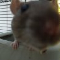 Photo de profil de Mitsy