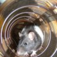 Photo de profil de Milka