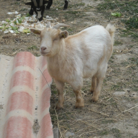 Photo de profil de Cerise