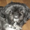 Photo de Scruffy