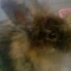 Photo de Winnie
