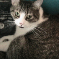 Photo de profil de Gizmo