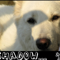 Photo de profil de Shadow