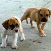 Photo de Cutie_pie, Bouledogue Américain