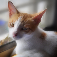 Photo de profil de Petchay