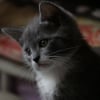 Photo de Grisouille