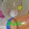 Photo de Nala