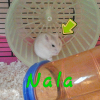 Photo de profil de Nala
