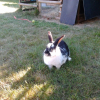 Photo de Bella