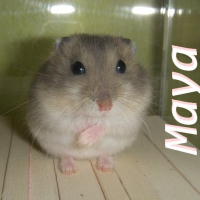 Photo de profil de Maya