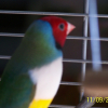 Photo de Karra