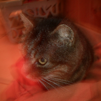 Photo de profil de Moumoutte