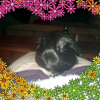 Photo de Flora, Cochon d’Inde