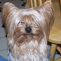 Photo de profil de Sassy