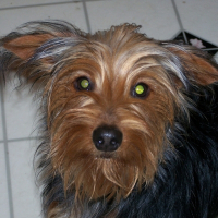 Photo de profil de Buzz