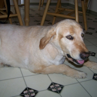 Photo de profil de Chance