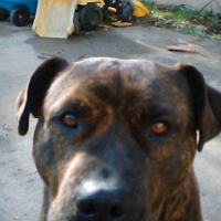 Photo de profil de Tartine