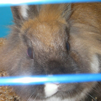 Photo de profil de Pampan