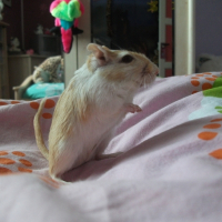 Photo de profil de Lilas