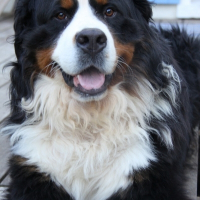 Photo de profil de Calimero