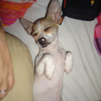 Photo de profil de Gipsy