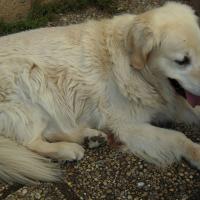 Photo de profil de Pepita